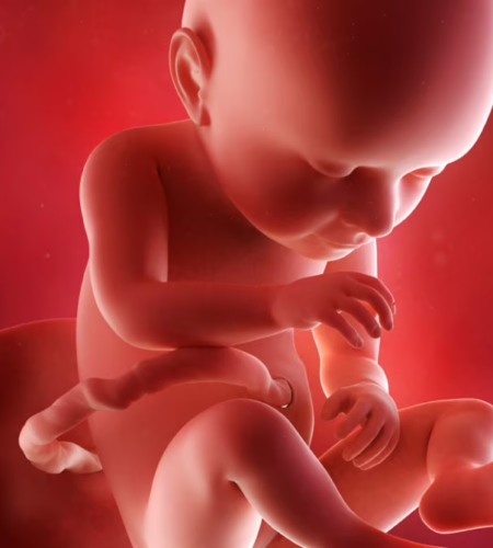 third-trimester-fetus